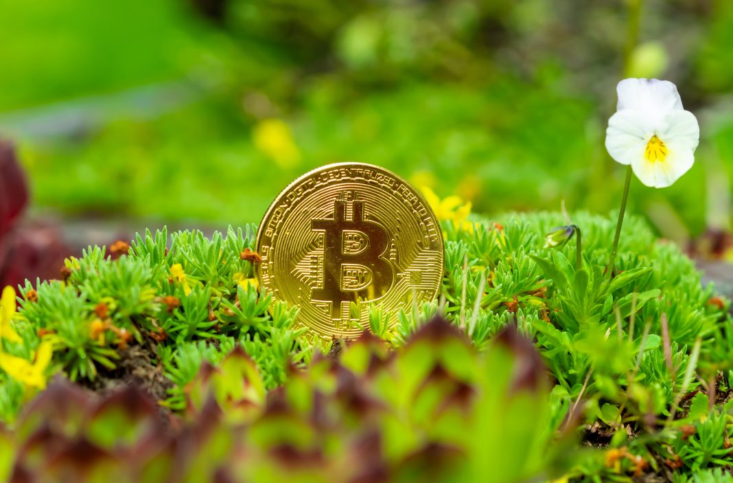 Майнц, Рейнланд-Пфальц, Германия - 22. Май 2021 года: Золотая монета, биткоин (BTC) на зеленой клумбе, растения и один цветок анютиных глазок. Цифровая валюта деньги финансовая система, Влияние биткоина на окружающую среду